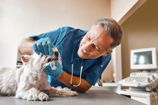 Best Emergency Dental Services Near Me  in Wakefield, VA